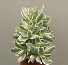 Crassula swaziensis variegated - Succulent