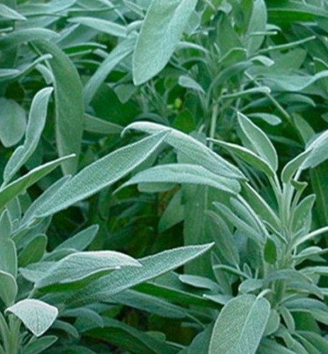 Herb sage broad leaved - herb,