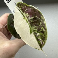 Alocasia Azlanii Variegata