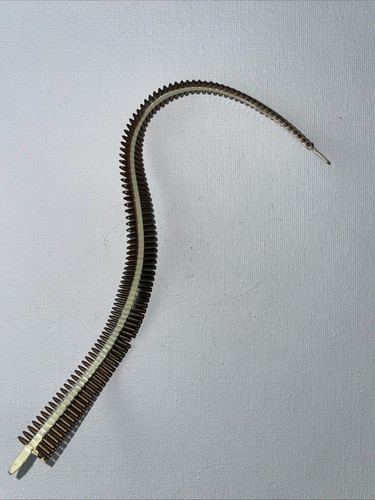 Scale ammo belt - 1/6,