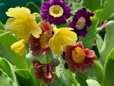 Primula auricula Mixed