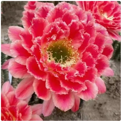High 6cm cactus succulent - 4-6cm,
