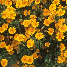 Tagetes Starfire Mix Seeds Half-Hardy Annual Dwarf Striking Colour All Season