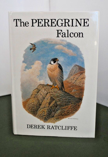 The peregrine falcon derek - the,