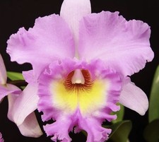 Cattleya Rlc. Mahina Yahiro