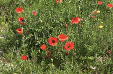 Papaver rhoeas Poppy 6 Plug