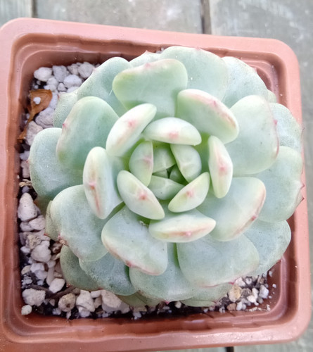 Echeveria goldfinch - echeveria,