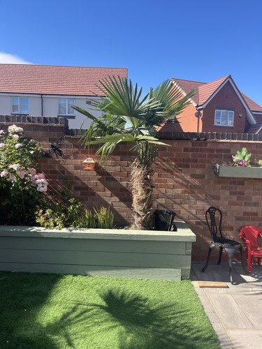 Two large trachycarpus - two,