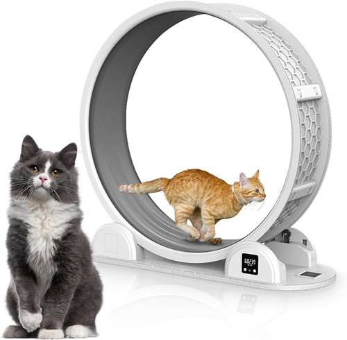 Pilipane cat exercise - pilipane,