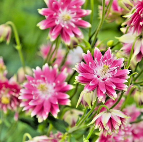 320x nora barlow columbine - 320x,