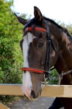 Equipride Padded Comfort