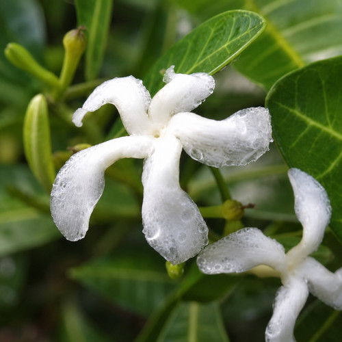 Gardenia aubryi seeds - gardenia,