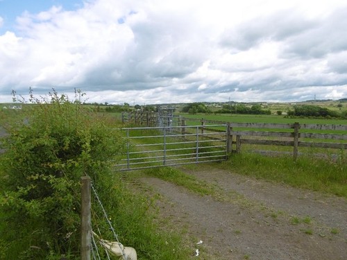 Photo 6x4 road cowslap - road,