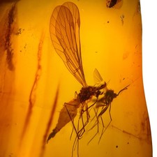Scorpion fly burmese - fly,