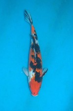 12" Sanke A** Koi Carp Direct