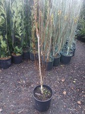 Silver Birch Tree 200cm+  20L