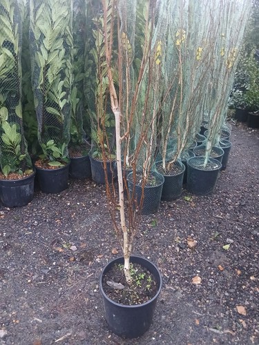 Silver birch tree - silver,