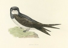 Alpine Swift British Birds Original bird print by F O Morris hand coloured 1891