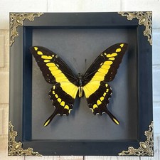 King Swallowtail Butterfly