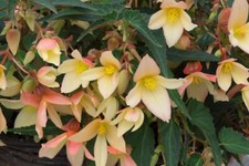Begonia Trailing Starshine