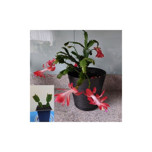 Coral red christmas cactus - red,