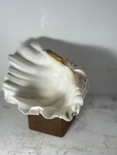 Large Tridacna Sea Clam Shell 9" Beautiful Educational Trinket Dish Aquarium 