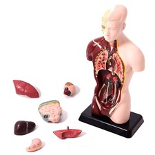 Edu-Science Human Torso Model