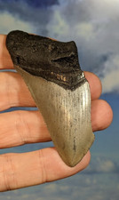 Megalodon Shark Fossil Tooth. 86mm. Boxed. As Shown.  12-15 Million years old.