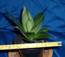 Rare Dwarf Sansevieria Black
