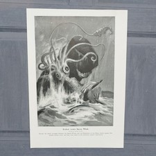 Kraken Giant Squid Sperm Whale