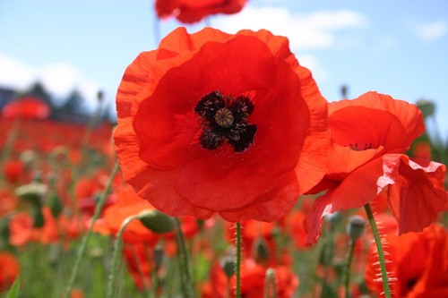 Red poppies 5000 - red,