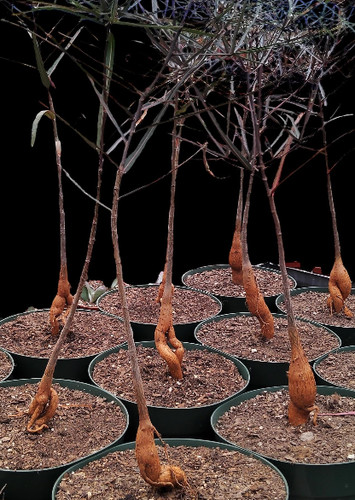 Australian bottle tree - australian,