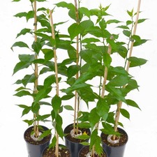 Lot of 1 Osage Orange Tree -