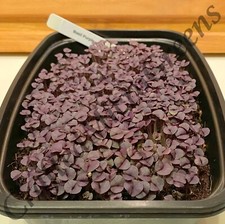 Basil Purple 4500+ Seeds