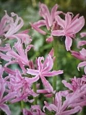 2 Nerine Bowdenii Bulbs Summer Flowering Spring Planting  12/14