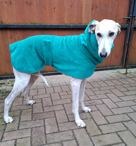 Greyhound lurcher whippet - greyhound,,