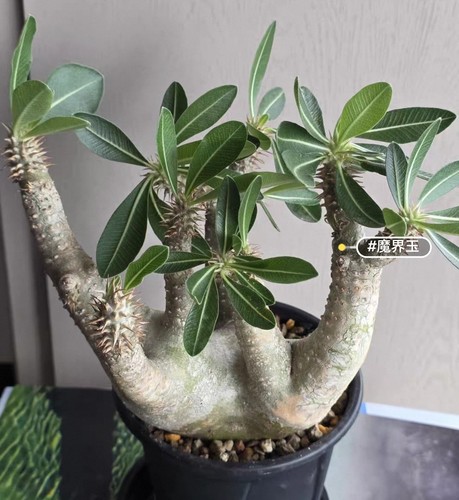 Rare live house plant - live,