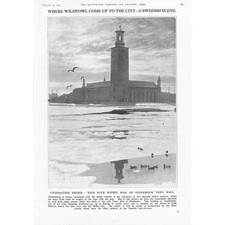 STOCKHOLM Wild Duck Within Hail of the Town Hall - Vintage Print 1925