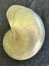 Large Natural Nautilus Shell
