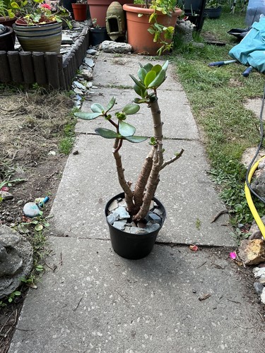 Large jade plant perfect - , plant.