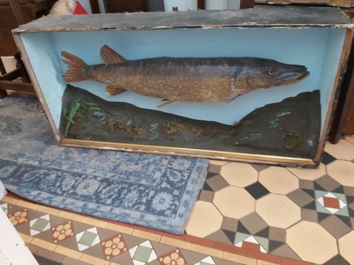 Antique taxidermy cased - antique,