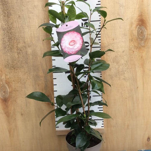 Camellia japonica nuccios - ",