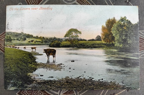 Cows the river severn near - the,