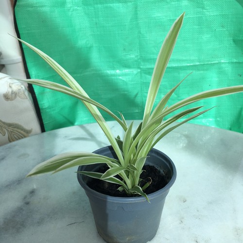 Potted spider plant - plant, 8”