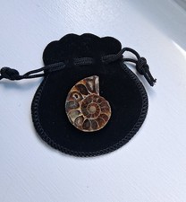 Cut polished ammonite fossil - &,
