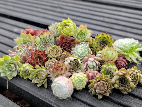 Small sempervivum chicks - 20,
