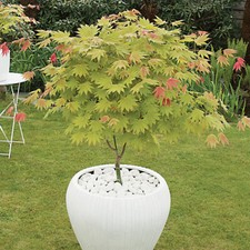 Japanese Acer Moonrise, Colour