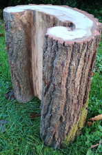 Unique shaped oak log tree