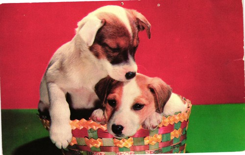 Vintage fox terrier - fox,