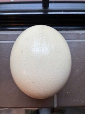 Blown Ostrich Egg vintage